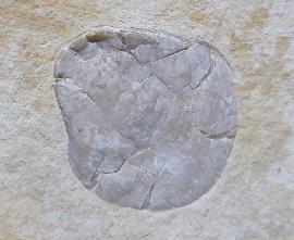 Terebratula sp. MUELLER 1776 - Bild © FossNet FossilienStore